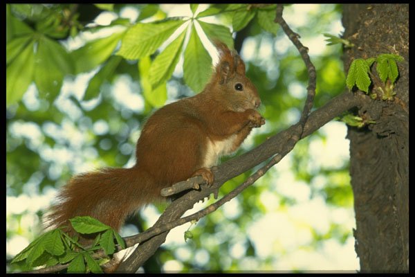 372030 Squirrel In Park A4 Photo Print