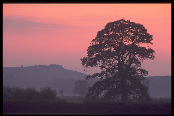 374060 Dusk Light Behind Tree A4 Photo Print