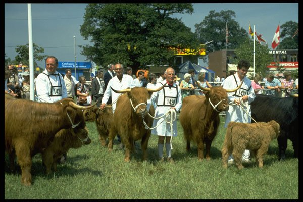 374080 Highland Cattle Class At Royal Show, Stoneleigh, Warks A4 Photo Print