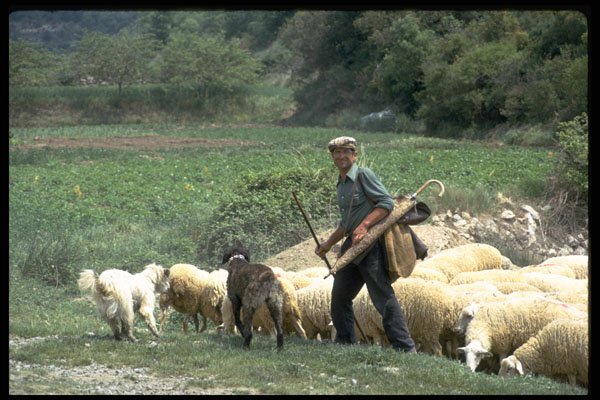 376027 Shepherd And Sheep, Near Lerida A4 Photo Print