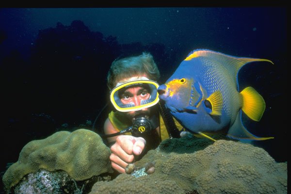376048 Blue Angelfish And Diver A Close Encounter A4 Photo Print