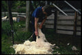 376064 Sheep Shearer From Glendalough A4 Photo Print