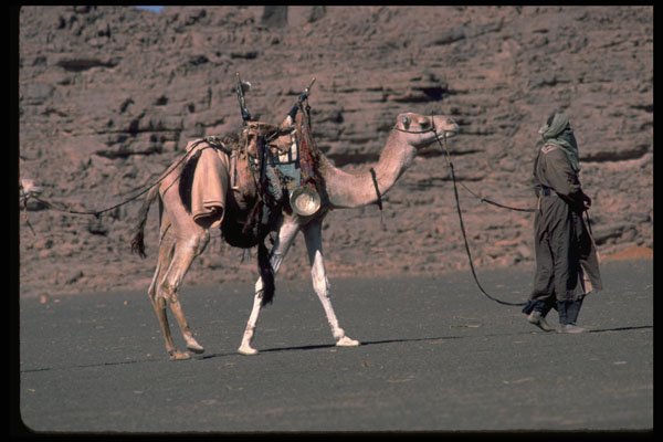 376068 Camel Trekking, Djanet, Algeria A4 Photo Print