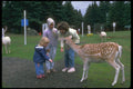 376087 Feeding The Animals A4 Photo Print