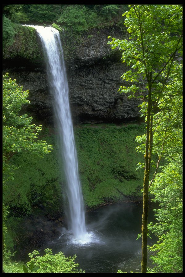 377023 Silver Falls State Park, Oregon A4 Photo Print