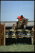378028 Showjumping A4 Photo Print