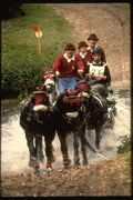 378046 Royal Windsor Horse Show, Driving Marathon A4 Photo Print