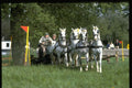 378056 Royal Windsor Horse Show, Driving Marathon A4 Photo Print