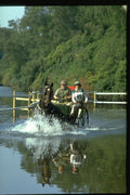 378058 Royal Windsor Horse Show, Driving Marathon A4 Photo Print