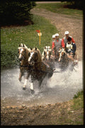 378061 Royal Windsor Horse Show, Driving Marathon A4 Photo Print
