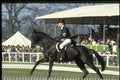 378062 Badminton, 1984 A4 Photo Print