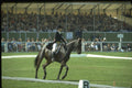 378064 Badminton, 1985 A4 Photo Print