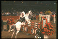378075 Horse Of The Year Show, 1989 A4 Photo Print