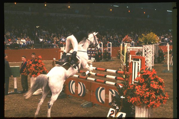 378075 Horse Of The Year Show, 1989 A4 Photo Print