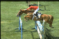 378087 Junior Showjumping A4 Photo Print