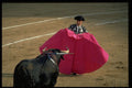 379091 Bullfighting Manoeuver, Cape Testing The Bull A4 Photo Print
