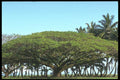 380003 Shower Tree By Beach, Hilo, Hawaii A4 Photo Print