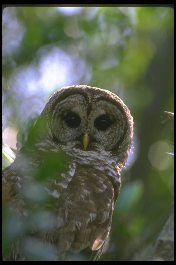 380006 Barred Owl, Everglades, Florida A4 Photo Print