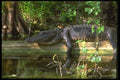 380007 Alligator Afternoon, Everglades, Florida A4 Photo Print