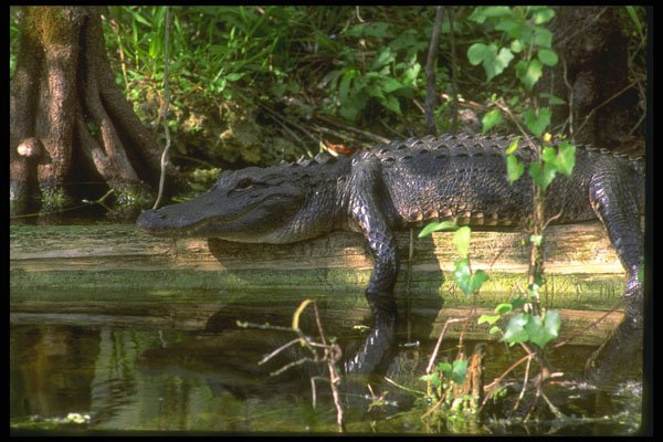 380007 Alligator Afternoon, Everglades, Florida A4 Photo Print