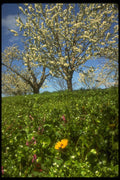 380017 Apple Blossoms, Hood River, Oregon A4 Photo Print