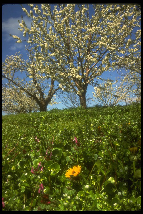 380017 Apple Blossoms, Hood River, Oregon A4 Photo Print