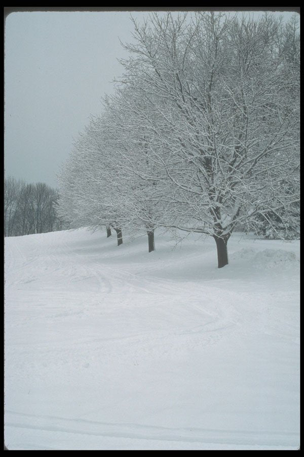 380021 Snowy Field Lined With Trees, New England A4 Photo Print
