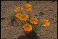 380028 California Poppy, Arizona A4 Photo Print