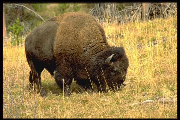 380030 Grazing Bison, Yellowstone National Park A4 Photo Print