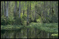 380045 Big Cypress Preserve, Florida A4 Photo Print