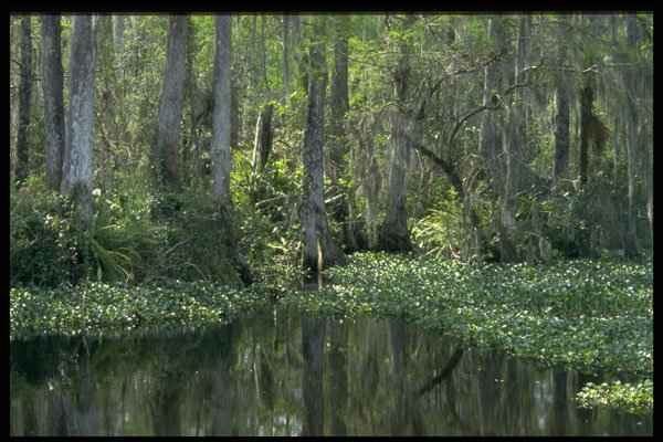 380045 Big Cypress Preserve, Florida A4 Photo Print