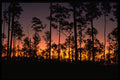 380046 Everglades National Park, Pinelands Area, Florida A4 Photo Print