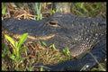 380047 Shark Valley, Everglades National Park A4 Photo Print