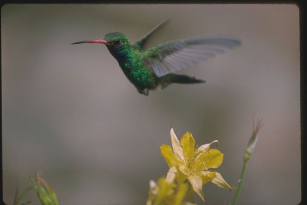 380049 Hummingbird And Columbine A4 Photo Print