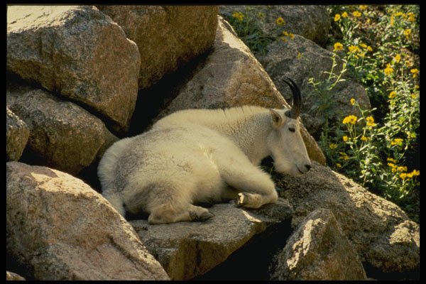 380065 Rocky Mountain Goat, Colorado A4 Photo Print