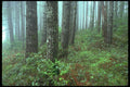 380071 Foggy Morning, Coast Range, Oregon A4 Photo Print