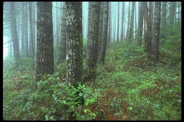 380071 Foggy Morning, Coast Range, Oregon A4 Photo Print