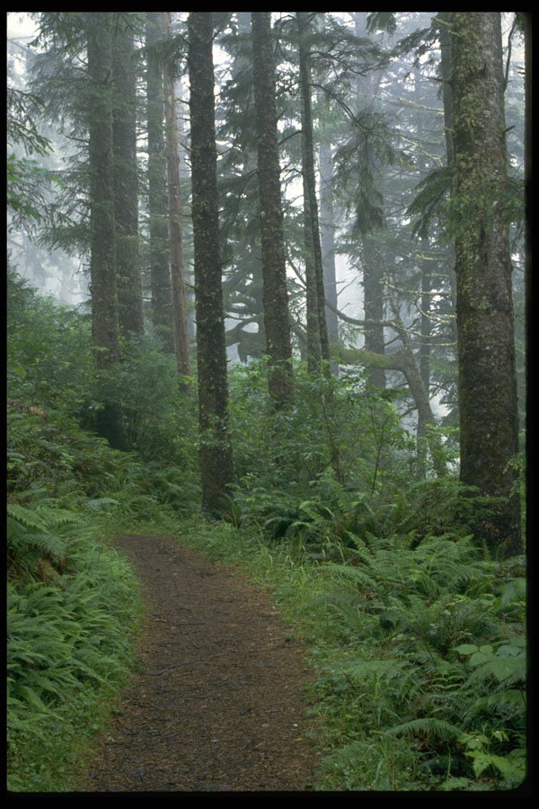 380074 Redwood Forest In Fog, Oregon A4 Photo Print