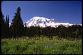 380080 Wild Flowers And Snowy Peak, Mt. Rainer, Washington A4 Photo Print