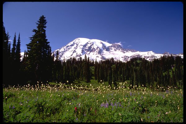 380080 Wild Flowers And Snowy Peak, Mt. Rainer, Washington A4 Photo Print