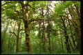 380081 Forest Interior, Washington A4 Photo Print