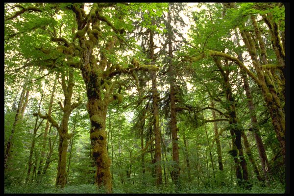 380081 Forest Interior, Washington A4 Photo Print