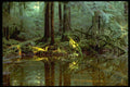 380082 Ethereal Pool In Forest, Stillaguamish River, Washington A4 Photo Print
