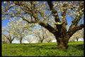 380085 Fruit Trees In Bloom, Hood River, Oregon A4 Photo Print