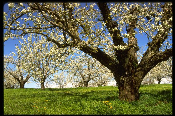 380085 Fruit Trees In Bloom, Hood River, Oregon A4 Photo Print