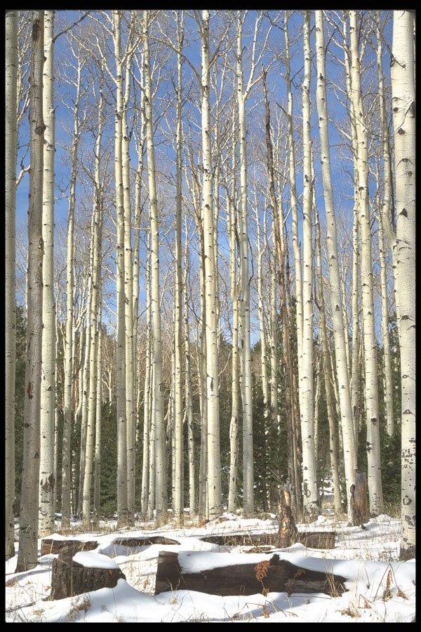 380097 Aspen Grove, San Francisco Mountains, California A4 Photo Print