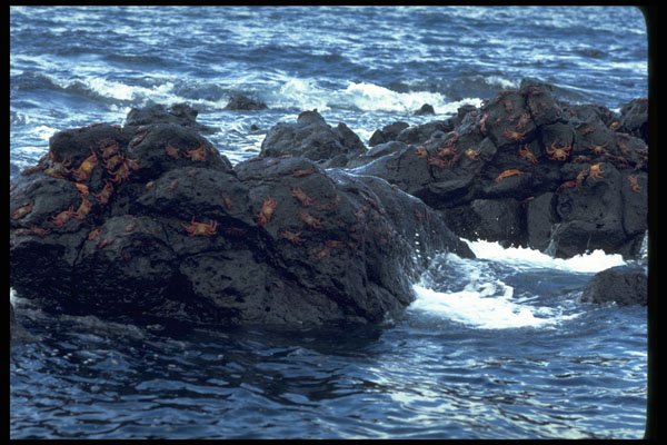 381005 Offshore Rocks, Santa Fe Island, Galapagos Islands A4 Photo Print