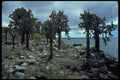 381006 Cactus Trees On Santa Fe Island, Galapagos Islands A4 Photo Print