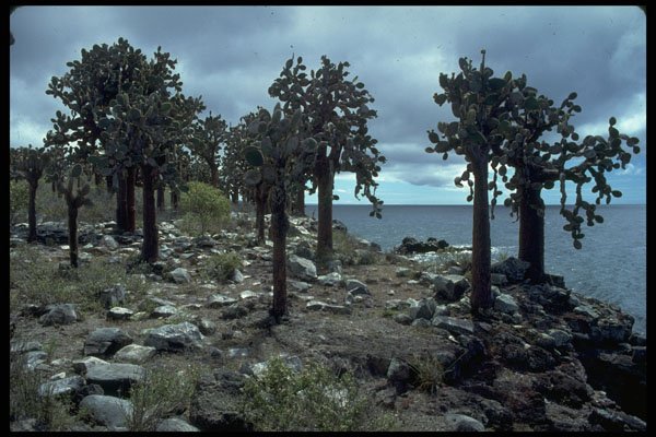 381006 Cactus Trees On Santa Fe Island, Galapagos Islands A4 Photo Print