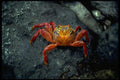 381007 Sally Light foot Crab, Galapagos Islands A4 Photo Print